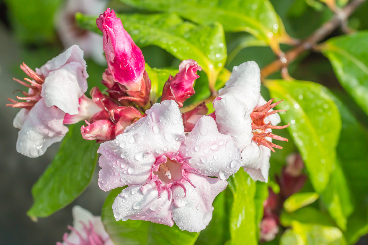 Strophanthin: Die vergessene Pflanze und ihre heilsame Wirkung